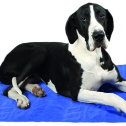 Self Cooling Gel Mat blue 92 x 69 cm